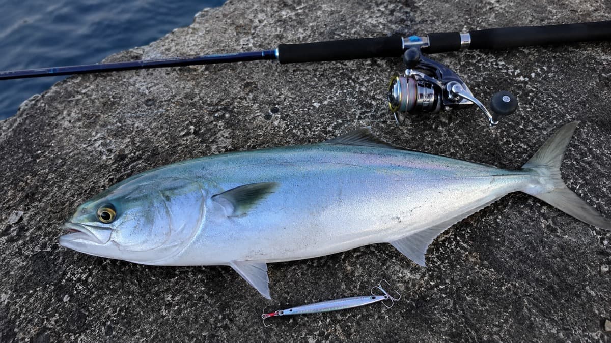 ブリ・青物釣り初心者ガイド｜シーズン・時間帯・ルアー選びの基本