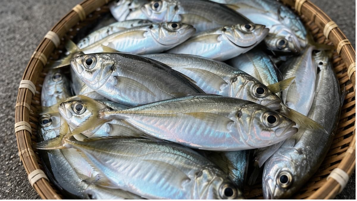 夏のアジ釣り初心者ガイド｜サビキ釣りの道具・時間帯・釣果を伸ばすコツ