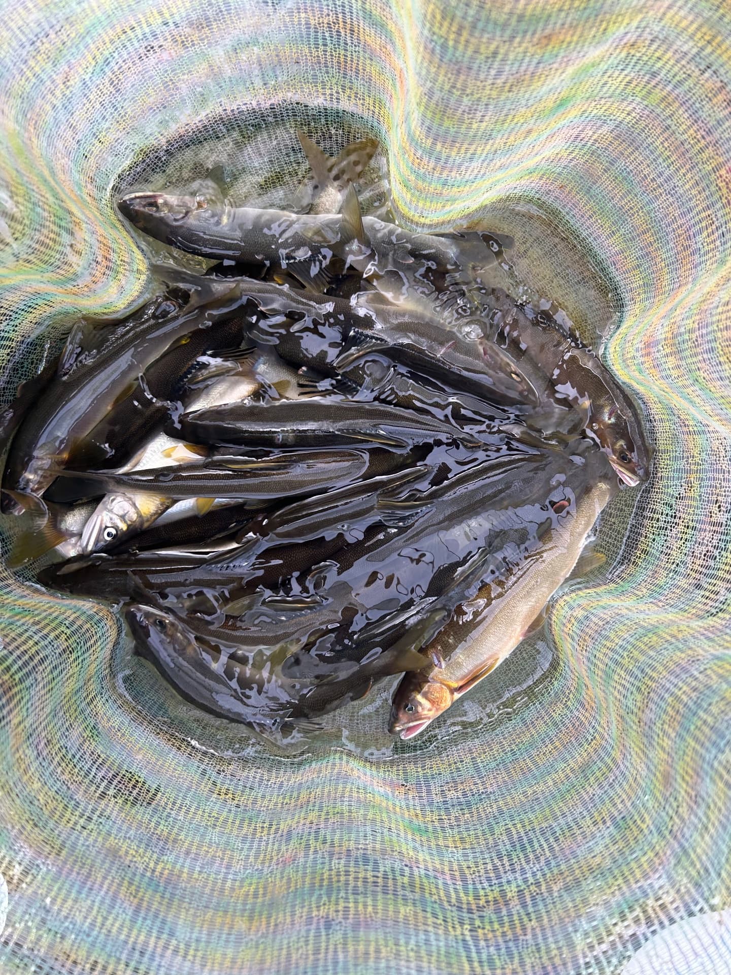 アユ(愛知県)の釣果写真