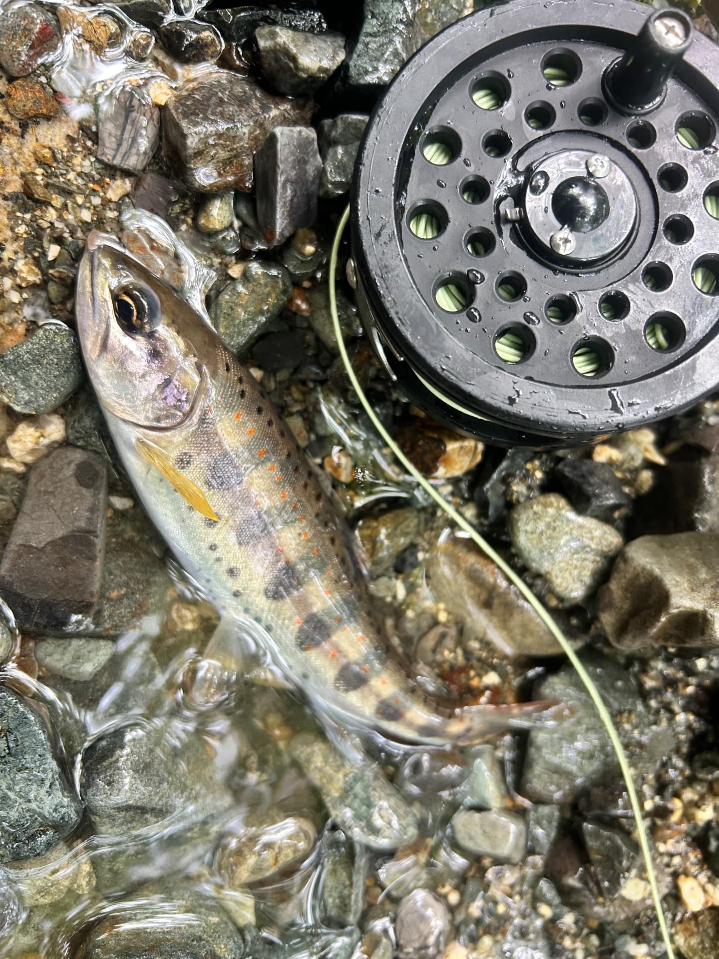 アマゴ(滋賀県)の釣果写真