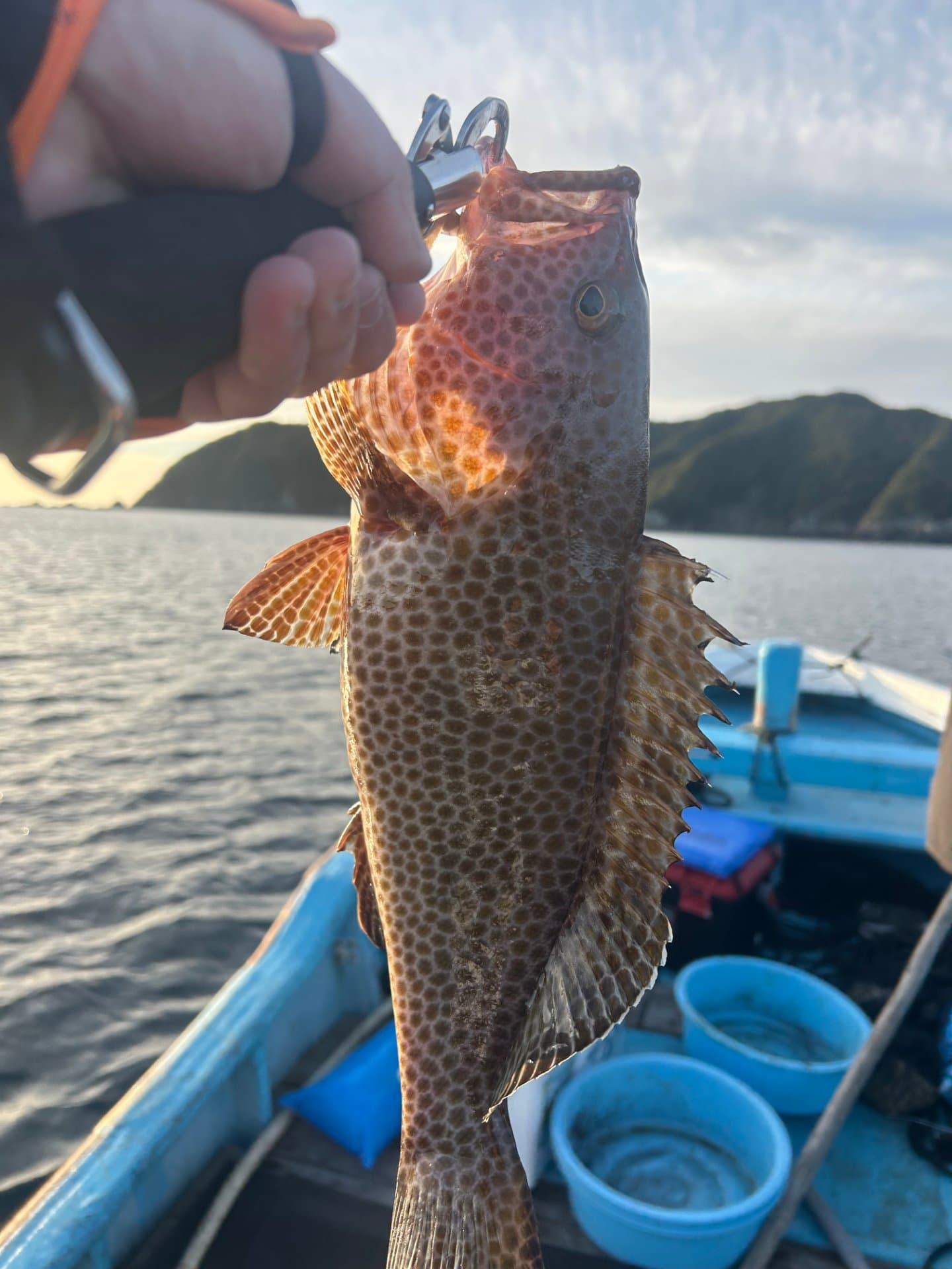 オオモンハタ(和歌山県)の釣果写真